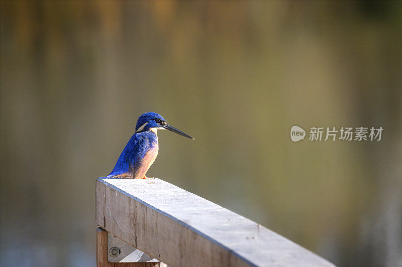 蔚蓝翠鸟(Alcedo azurea)